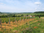 Belgian wines shine at Brussels Concours Mondial with five medals