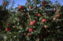 Poland presents 300 apple trees to New York as a symbol of historic ties   