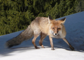 Wild fox kills two penguins at Wildlands Zoo in Emmen